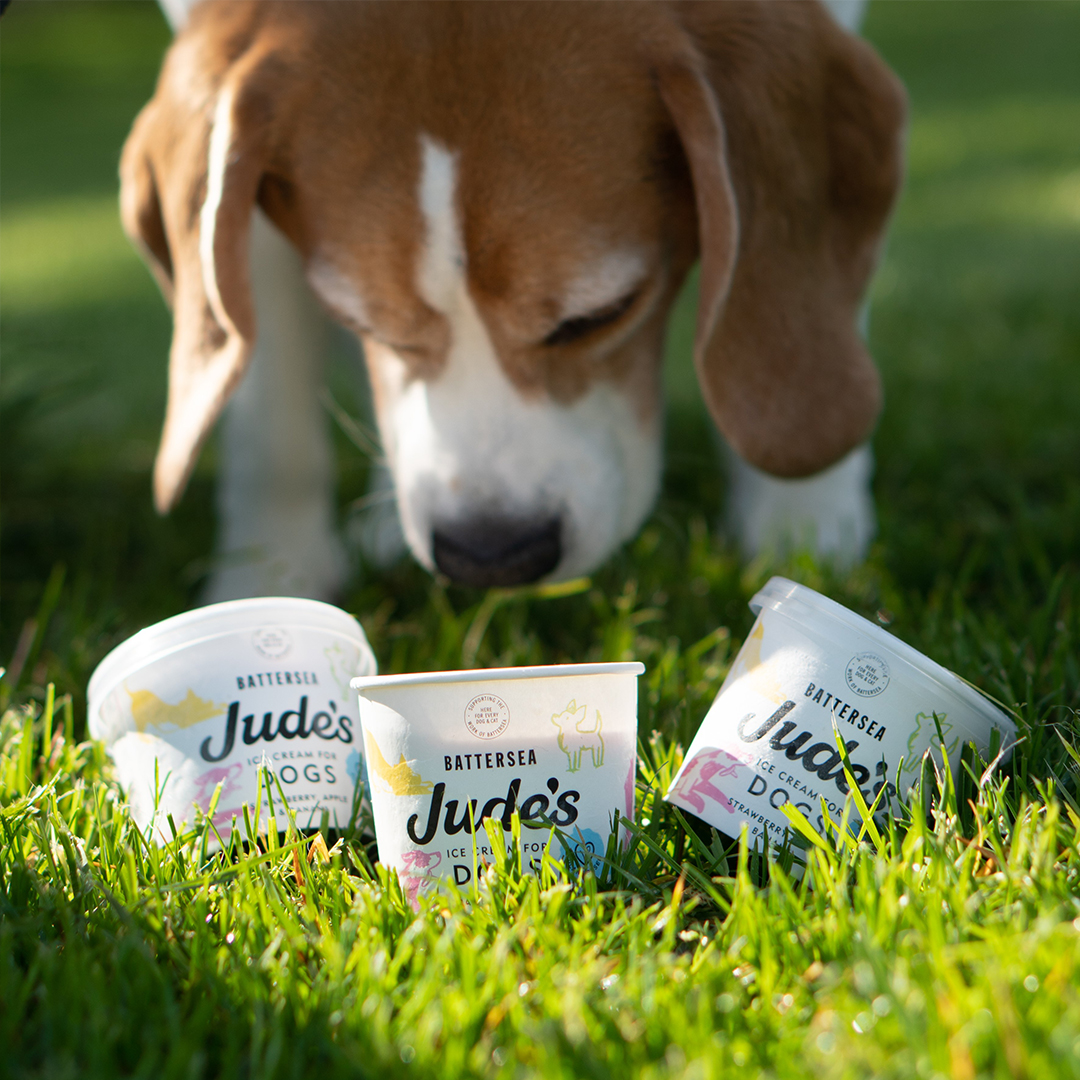 Jude's Battersea Dog Ice Cream